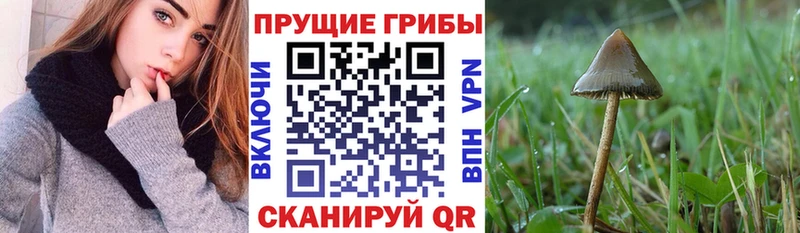 Псилоцибиновые грибы Psilocybine cubensis  Купить закладки  Шатура 